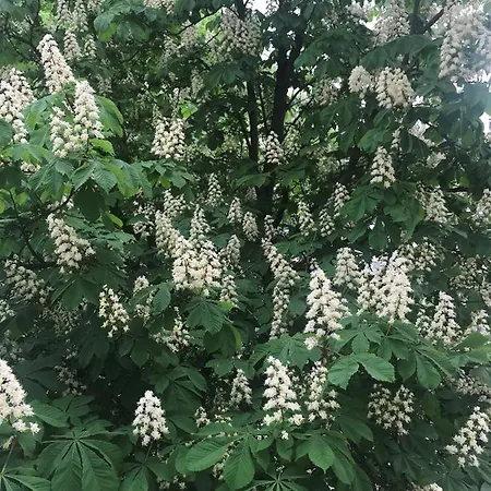 Apartman Grochowy - Stare *