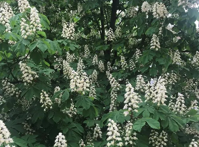 Apartman Grochowy - Stare *